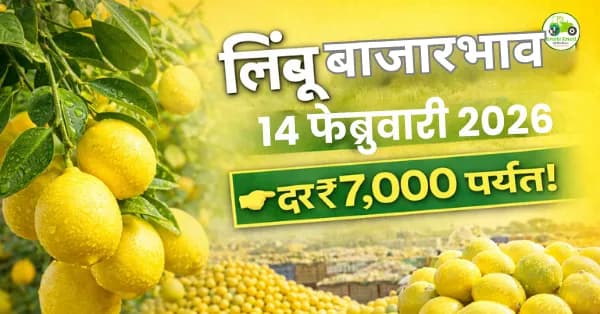 लिंबू बाजारभाव 14 फेब्रुवारी 2026: दर ₹7,000 पर्यंत