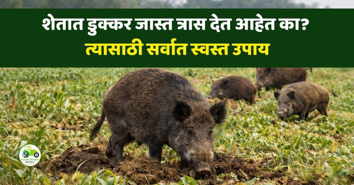 शेतात डुक्कर जास्त त्रास देत आहेत का त्याचा सर्वात स्वस्त उपाय