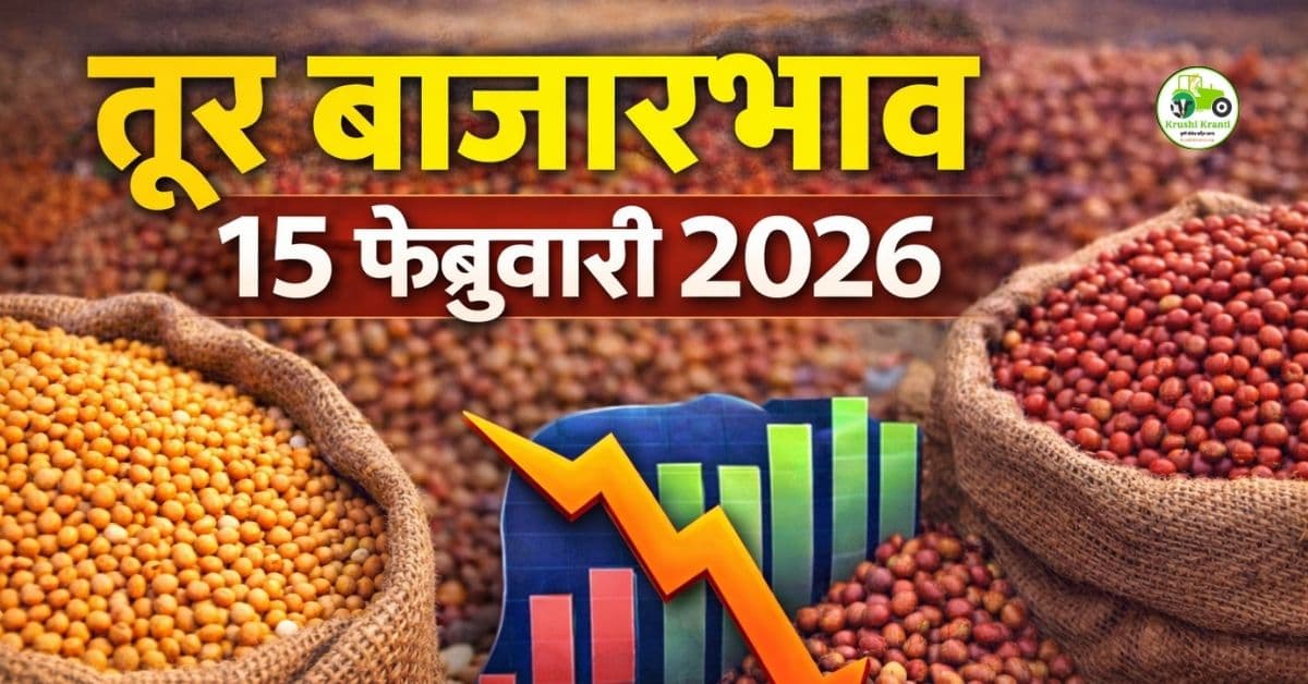 तूर बाजारभाव 15 फेब्रुवारी 2026