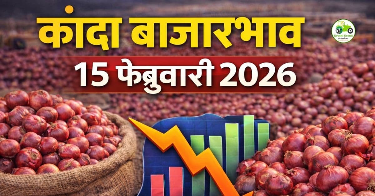 15 फेब्रुवारी 2026 : आजचे कांदा बाजारभाव