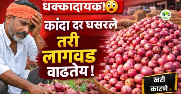 कांदा दर घसरले तरी लागवड वाढतेय — कारणे काय?