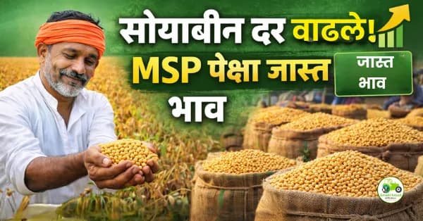 लातूर APMC सोयाबीन दर MSP पेक्षा जास्त | आजचे ताजे बाजारभाव व विश्लेषण