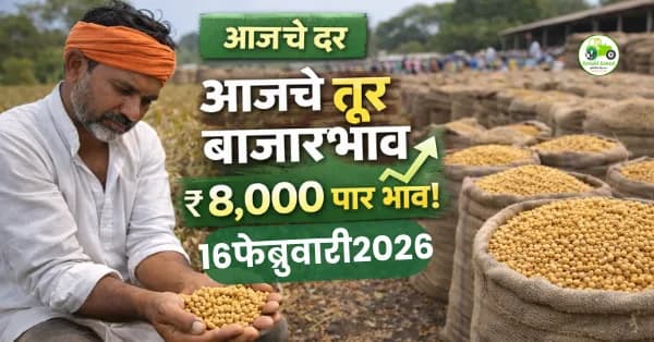 तूर बाजारभाव 16 फेब्रुवारी 2026 | महाराष्ट्रातील आजचे ताजे दर व संपूर्ण विश्लेषण