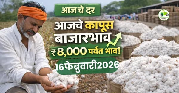 कापूस बाजारभाव 16 फेब्रुवारी 2026 | महाराष्ट्रातील आजचे ताजे दर व बाजार विश्लेषण