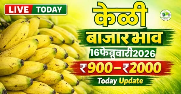 केळी बाजारभाव 16 फेब्रुवारी 2026 | नाशिकमध्ये ₹2,000 पर्यंत दर, आजचे ताजे भाव