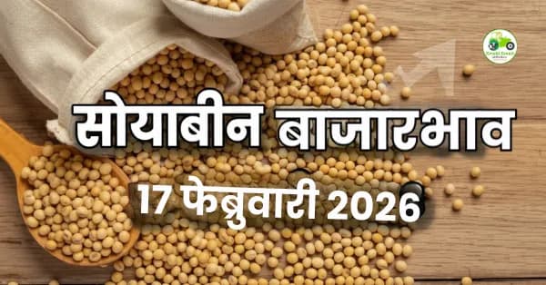 सोयाबीन बाजारभाव 17 फेब्रुवारी 2026 | आजचे ताजे दर ₹5,300 पर्यंत
