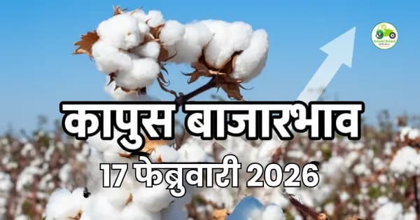 कापूस बाजारभाव 17 फेब्रुवारी 2026 | ₹8,010 पर्यंत दर, आजचे ताजे बाजार अपडेट