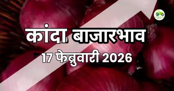 कांदा बाजारभाव 17 फेब्रुवारी 2026 | ₹100 ते ₹2,520 दर, आजचा महाराष्ट्र बाजार अपडेट