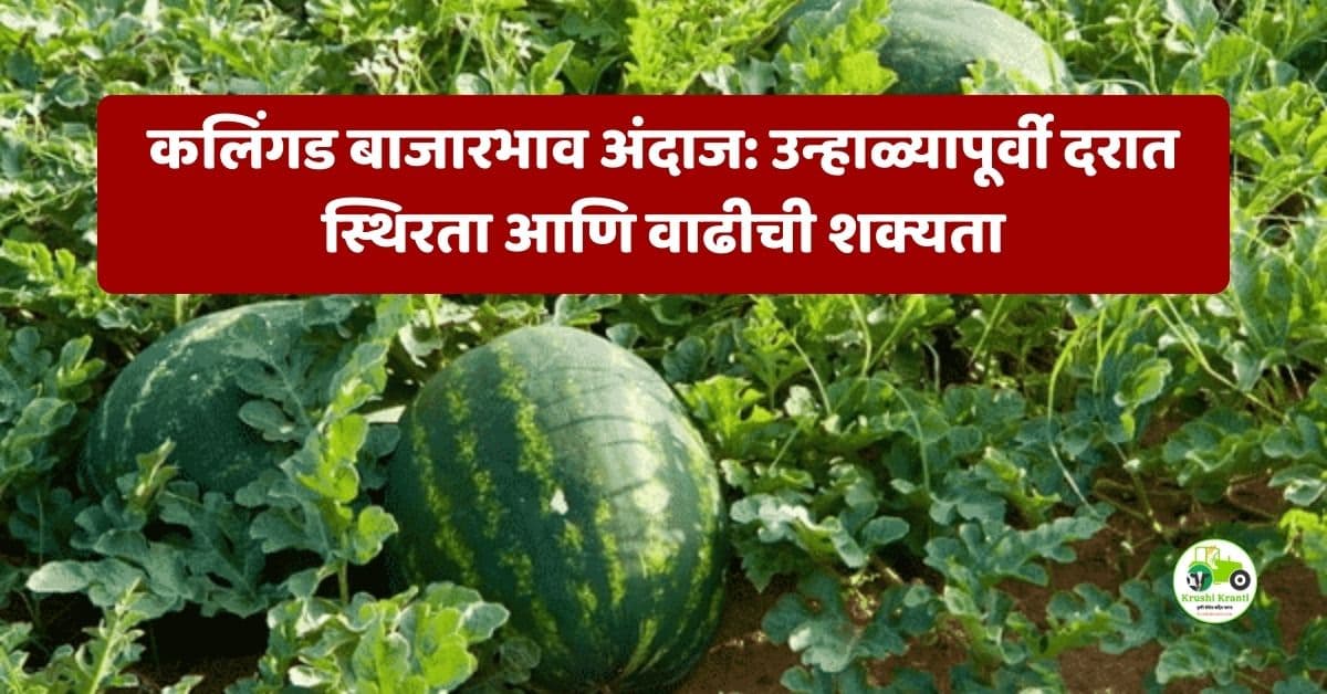 कलिंगड बाजारभाव अंदाज: उन्हाळ्यापूर्वी दरात स्थिरता आणि वाढीची शक्यता | Kalingad Market Price Prediction