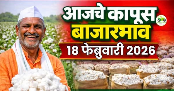 कापूस दर ₹8,010 पर्यंत; 18 फेब्रुवारी बाजार अपडेट