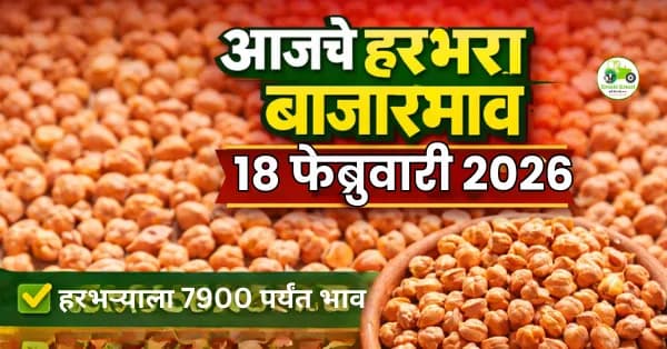 हरभरा दर ₹8,000 पर्यंत; आजचा बाजारभाव अपडेट