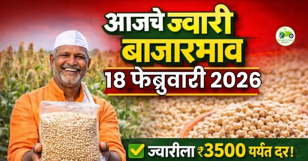 ज्वारी दर ₹6,500 पर्यंत; आजचा बाजारभाव अपडेट