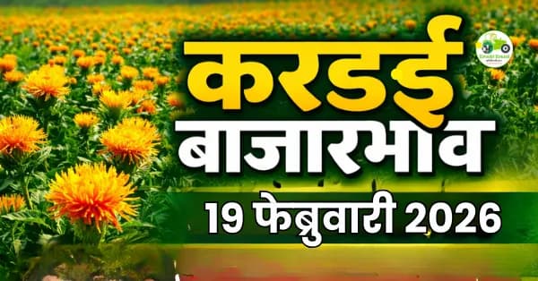 करडई बाजारभाव अंदाज फेब्रुवारी २०२६: दरात स्थिरता की घसरण? | शेतकरी सल्ला
