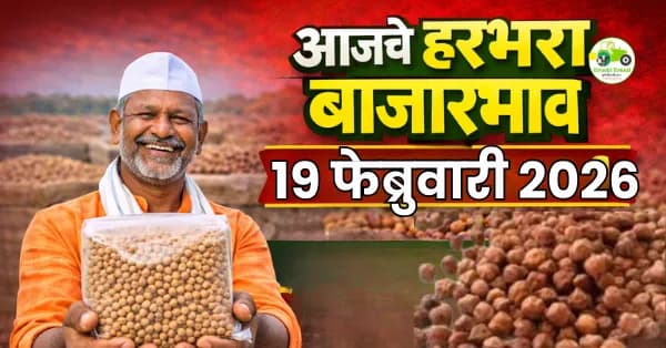 हरभरा बाजारभाव 19 फेब्रुवारी 2026 | आजचे ताजे दर