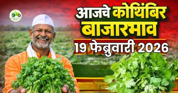 कोथिंबिर बाजारभाव अंदाज: आवक वाढल्याने दरात घट होण्याची शक्यता | 2026
