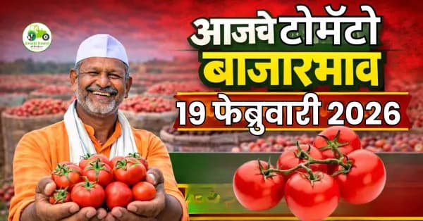 टोमॅटो बाजारभाव अंदाज: पुढील काळात दरात स्थिरता की चढ-उतार?
