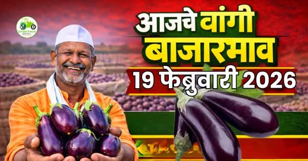 वांगी बाजारभाव अंदाज: आवक स्थिर असताना दरात किंचित घट?
