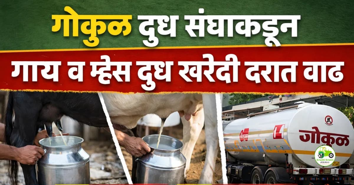 गोकुळ दूध संघाकडून गाय व म्हैस दूध खरेदी दरात वाढ; किती रुपयांची वाढ जाणून घ्या