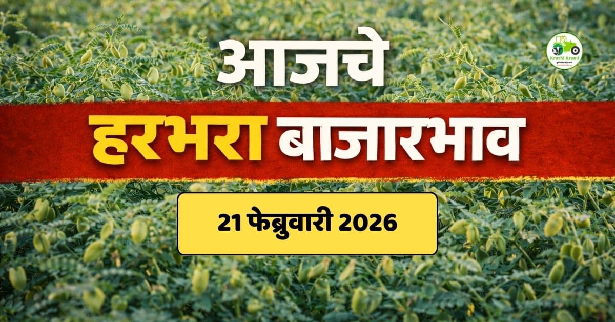 आजचे हरभरा बाजारभाव 21 फेब्रुवारी 2026 | महाराष्ट्रातील प्रमुख बाजार दर