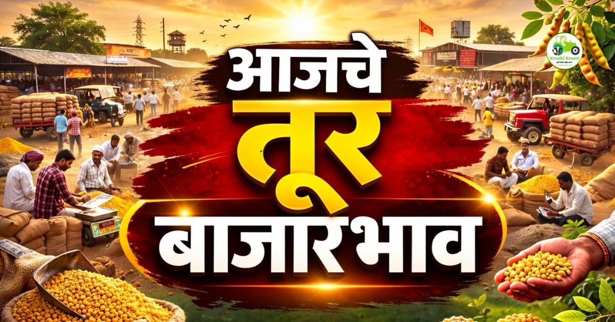 आजचे तूर बाजारभाव 21 फेब्रुवारी 2026 | महाराष्ट्रातील तूर दर अपडेट