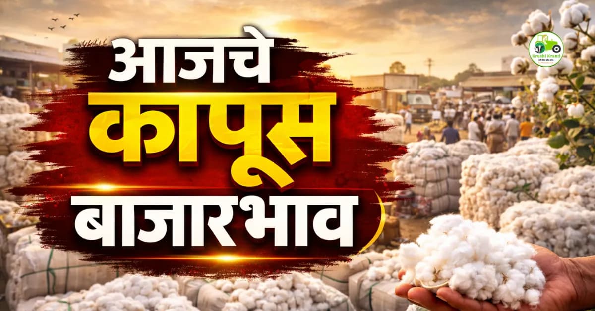 आजचे कापूस बाजारभाव 21 फेब्रुवारी 2026 | महाराष्ट्र कापूस दर अपडेट