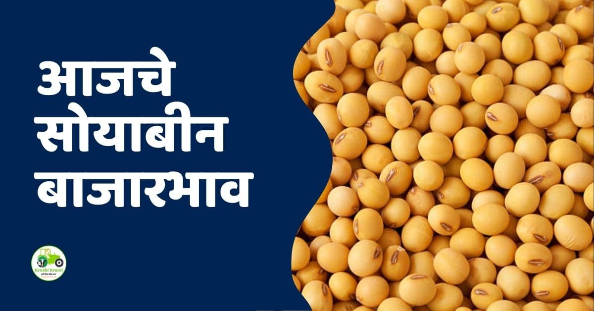 आजचे सोयाबीन बाजारभाव 21 फेब्रुवारी 2026 | महाराष्ट्रातील ताजे दर