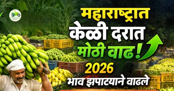 यवतमाळमध्ये केळी दर ₹1700 क्विंटल | केळी बाजारभाव वाढ विश्लेषण 2026