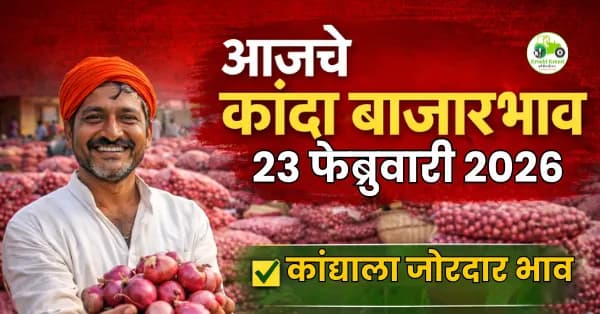 कांदा दर ₹2,540 पर्यंत; वाढलेल्या आवकेचा बाजारावर परिणाम