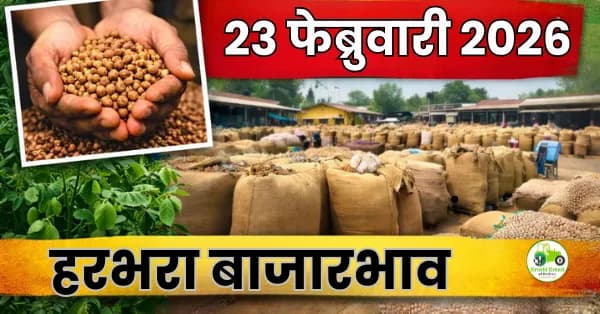  हरभरा बाजारभाव 23 फेब्रुवारी 2026 | आजचे चना दर महाराष्ट्र
