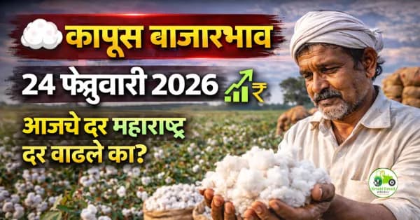 कापूस बाजारभाव 24 फेब्रुवारी 2026 | अकोला बाजारात दर ₹8010 पर्यंत स्थिर