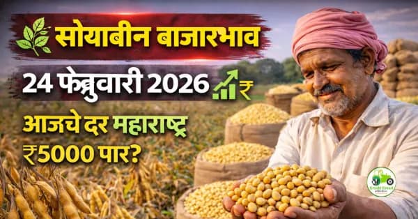 सोयाबीन बाजारभाव 24 फेब्रुवारी 2026 | वाशीम बाजारात दर ₹6500 पर्यंत