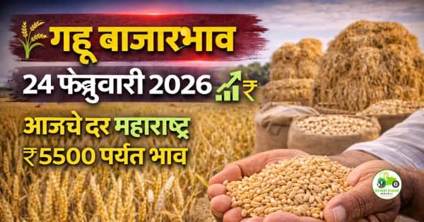 गहू बाजारभाव 24 फेब्रुवारी 2026 | शरबती गव्हाला ₹5500 पर्यंत भाव