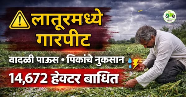 लातूर जिल्ह्यात गारपीट व अवकाळी पाऊस | 14,672 हेक्टर पिकांचे नुकसान