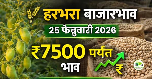 हरभरा बाजारभाव 25 फेब्रुवारी 2026 | मुंबईत ₹7500 तर पुण्यात ₹7000 दर