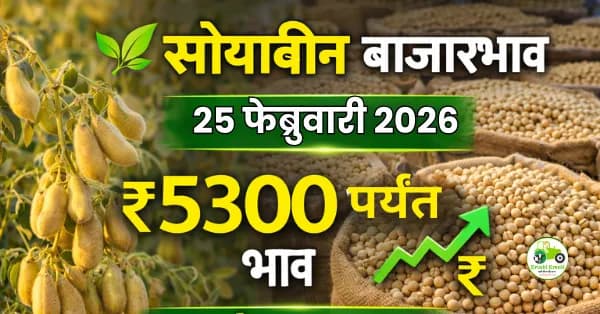 सोयाबीन बाजारभाव 25 फेब्रुवारी 2026 | ₹5300 पर्यंत दर, बाजार स्थिर