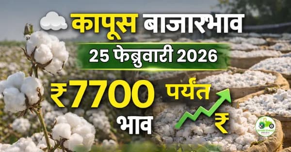 कापूस बाजारभाव 25 फेब्रुवारी 2026 | विदर्भात दर ₹7700 पर्यंत