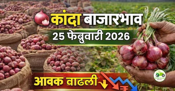 कांदा बाजारभाव 25 फेब्रुवारी 2026 | आवक वाढली, दर दबावात