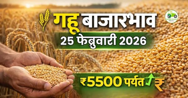 गहू बाजारभाव 25 फेब्रुवारी 2026 | शरबती गव्हाला ₹5500 पर्यंत भाव