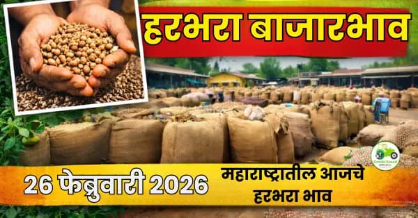 आजचे हरभरा बाजारभाव 26 फेब्रुवारी 2026 | महाराष्ट्र ताजे दर