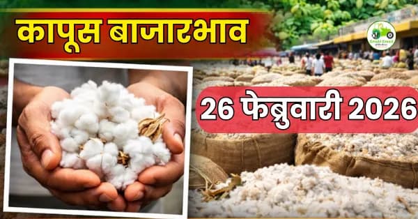 आजचे कापूस बाजारभाव 26 फेब्रुवारी 2026 | महाराष्ट्र ताजे दर