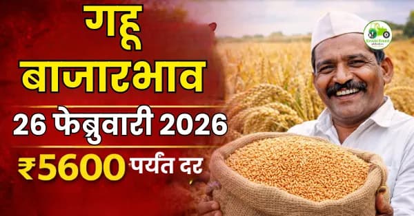 आजचे गहू बाजारभाव 26 फेब्रुवारी 2026 | महाराष्ट्र ताजे दर