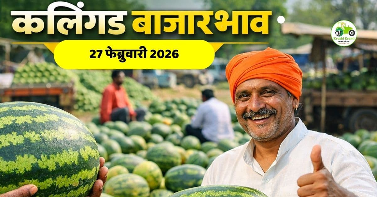 कलिंगड बाजारभाव 27 फेब्रुवारी 2026 | मुंबईत 3000 रुपये दर