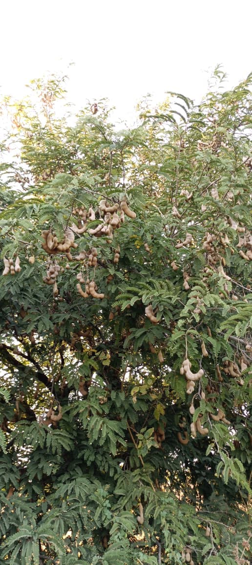 47 झाडांची चिंचेची बाग विक्रीसाठी | भरपूर माल असलेली चिंच विकणे आहे