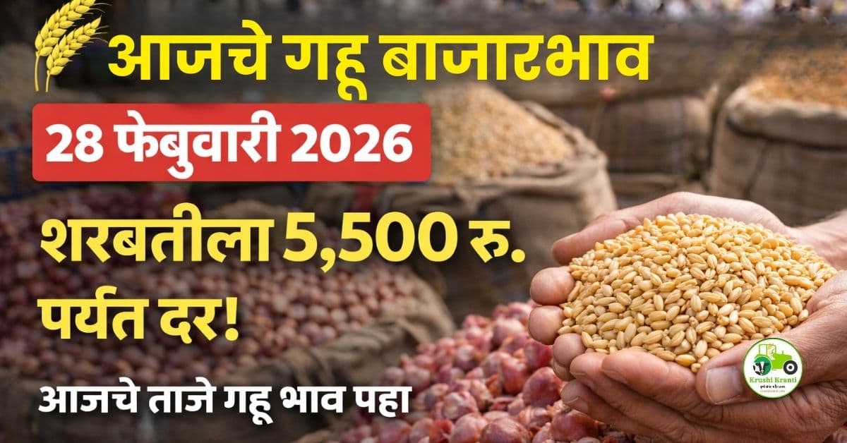 गहू बाजारभाव 28 फेब्रुवारी 2026 | पुणे, सोलापूर, नागपूर आजचे ताजे दर