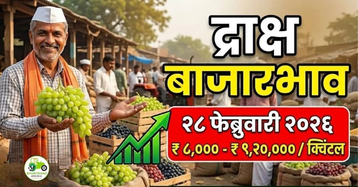 द्राक्ष बाजार भाव 28 फेब्रुवारी 2026 | पुणे, मुंबई, सोलापूर आजचे ताजे दर