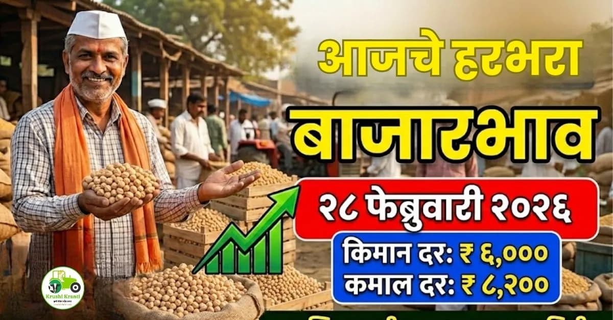 आजचे हरभरा बाजारभाव 28 फेब्रुवारी 2026 | महाराष्ट्रातील ताजे दर