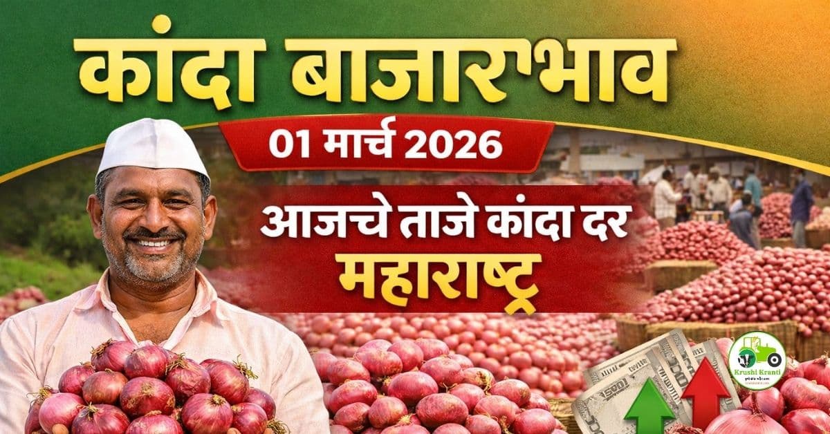 कांदा बाजारभाव 01 मार्च 2026 – आजचे ताजे दर