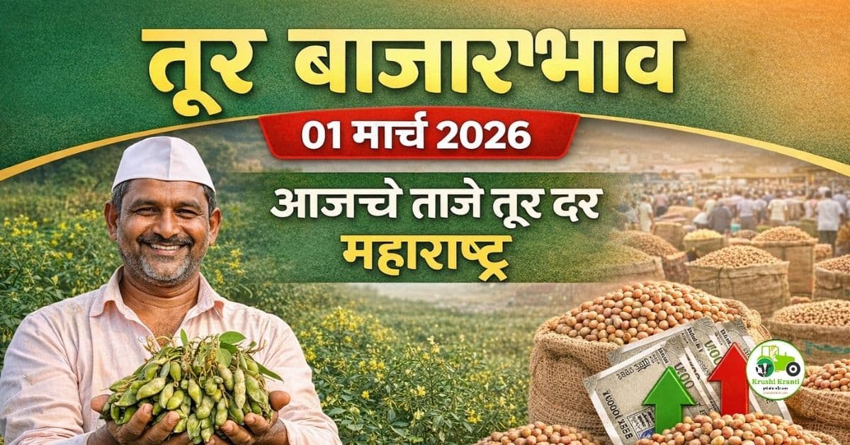 तूर बाजारभाव 01 मार्च 2026 – आजचे ताजे दर
