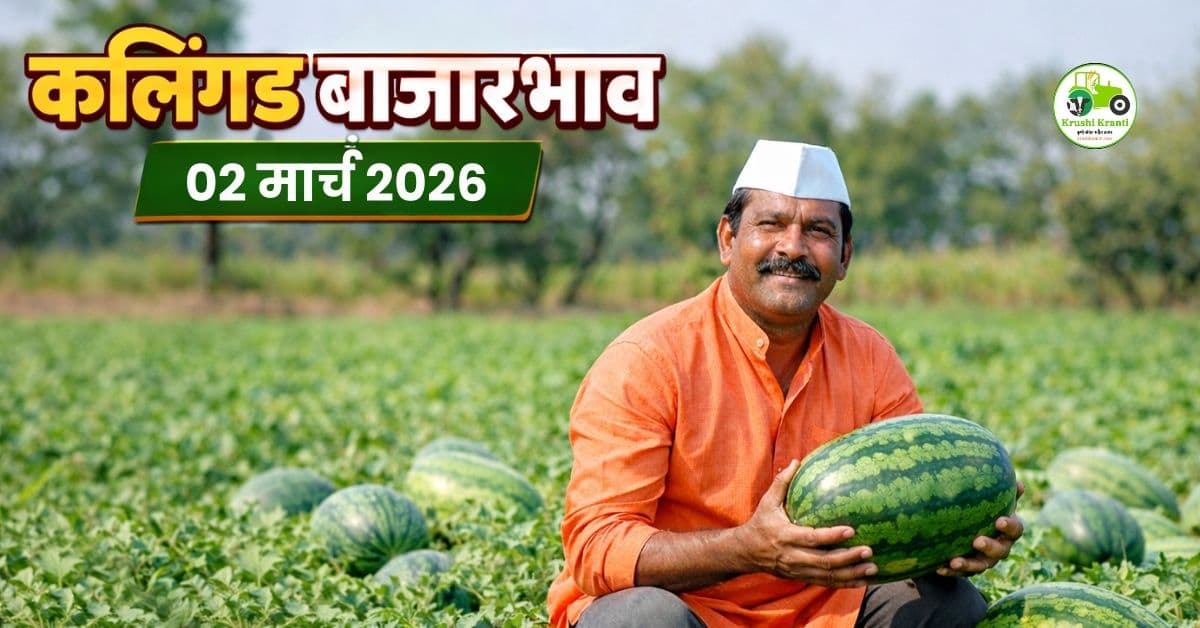कलिंगड बाजारभाव 02 मार्च 2026 | आजचे ताजे दर महाराष्ट्र