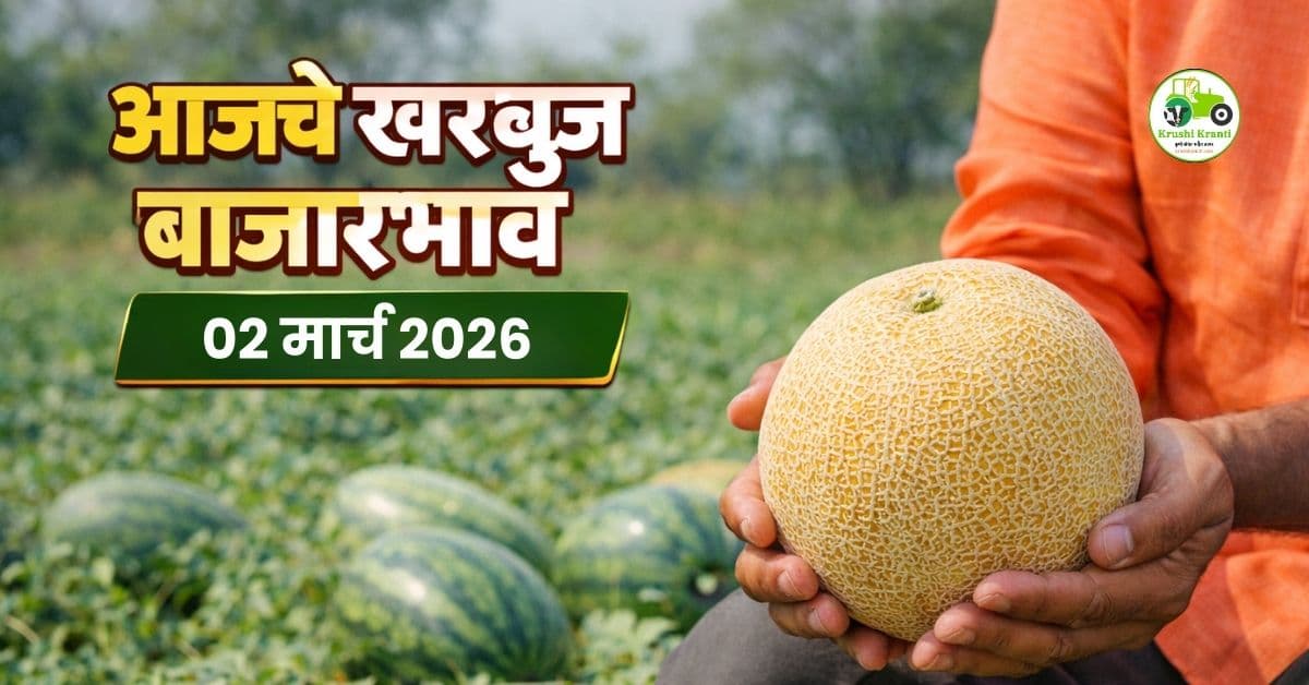 खरबूज बाजारभाव 02 मार्च 2026 | आजचे ताजे खरबूज दर महाराष्ट्र